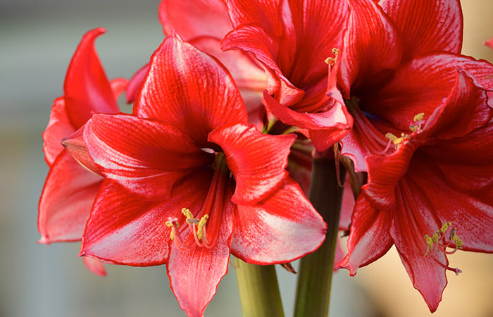 All About Amaryllis Mary Murray S