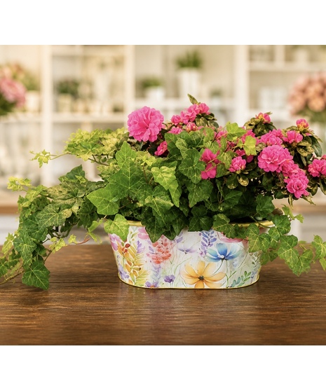 Azalea Ivy Garden