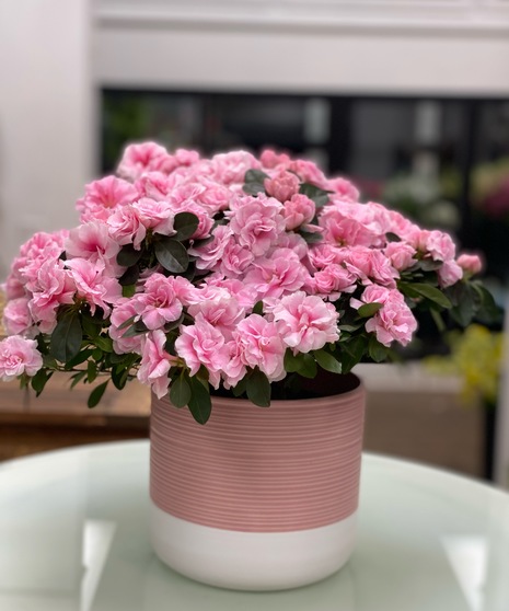 Azalea