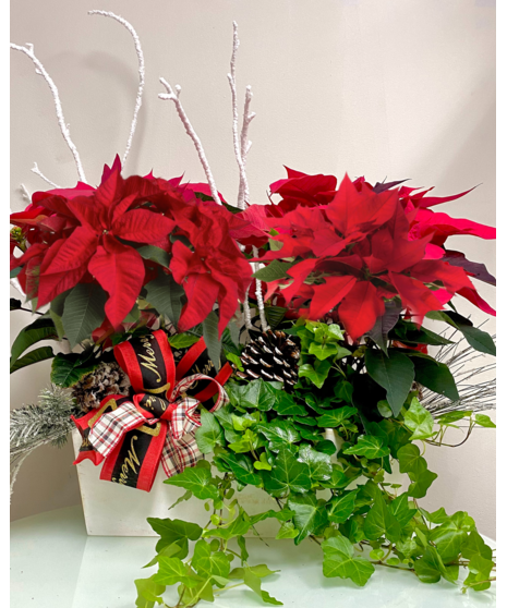 Double Poinsettia Basket