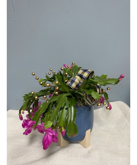 Christmas Cactus