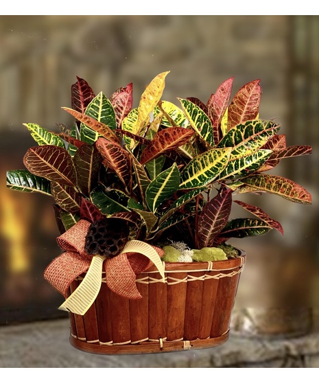 Double Croton