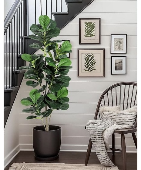 Conservatory Fig