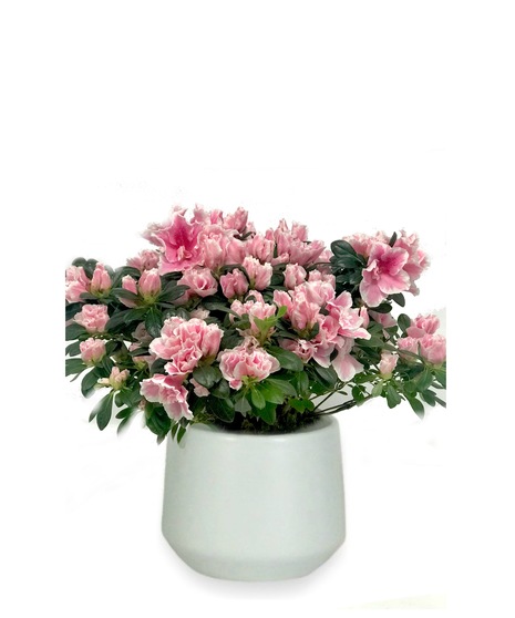 Azalea Plant