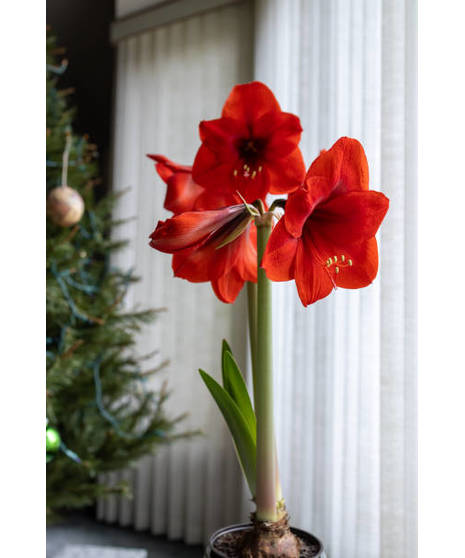Amaryllis Plant