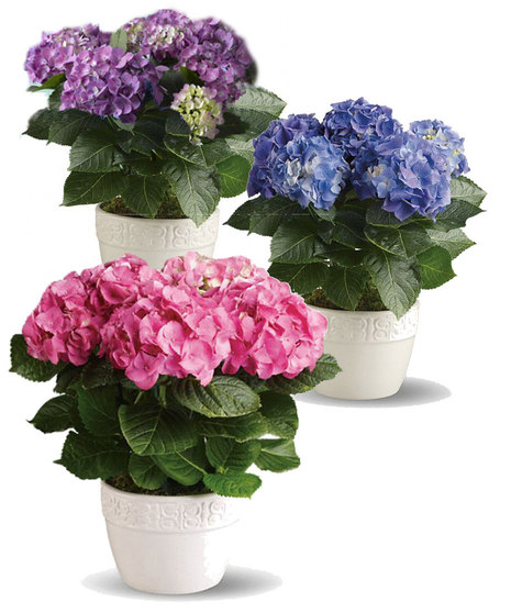 Hydrangea Plant
