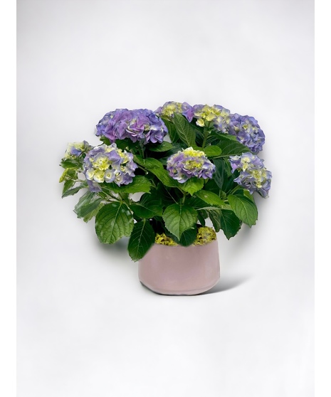 Hydrangea Plant