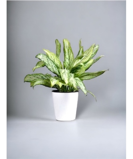 Chinese Evergreen