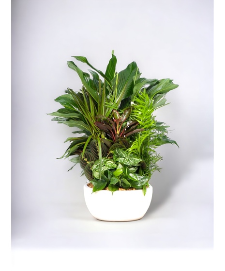 Ceramic Dish Garden