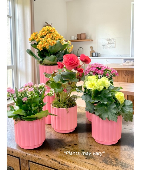 Melon Bloomer Collection