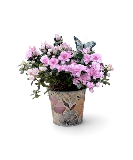 Spring Azalea
