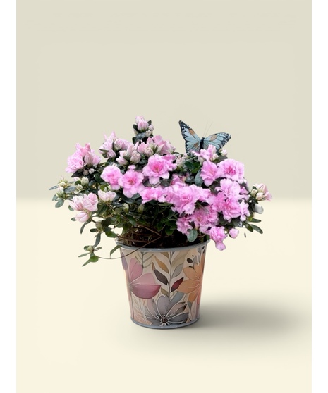 Spring Azalea