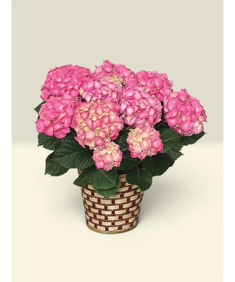 Hydrangea Plant Basket