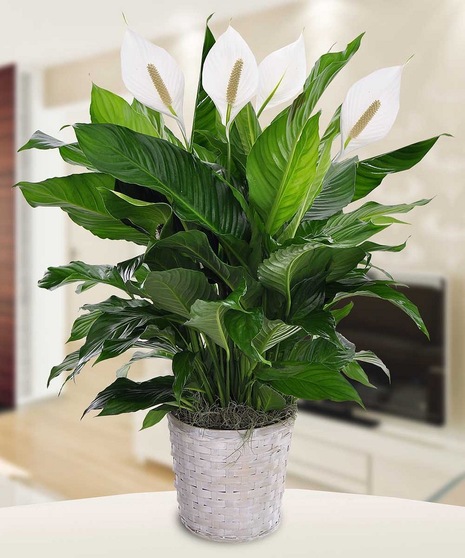 Peace Lily in Basket