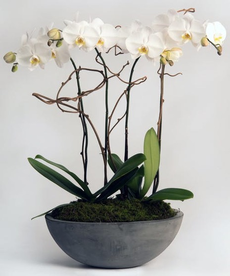 Quad Orchid