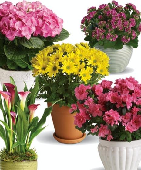 An assortment of blooming plants.