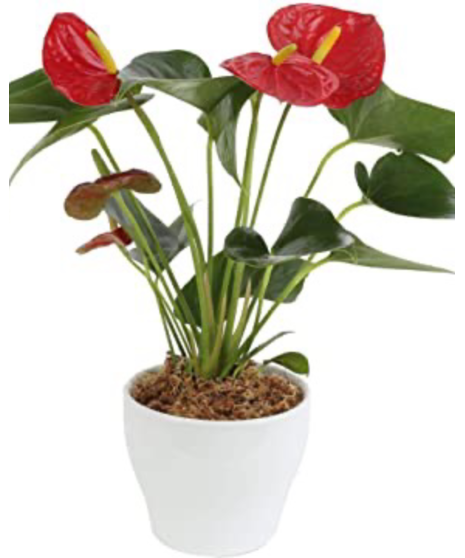 Antherium Plant