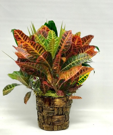 Croton