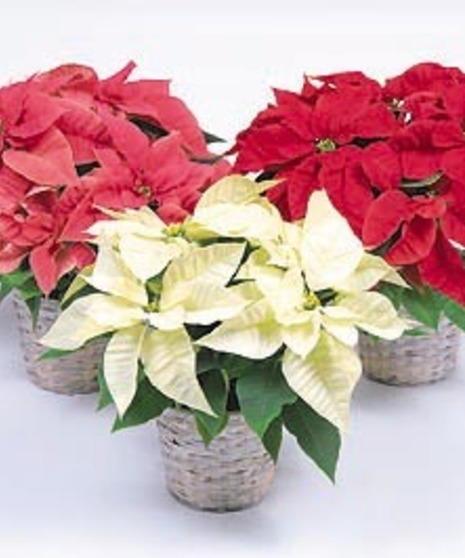 Poinsettia Plants - Mary Murray's Flowers