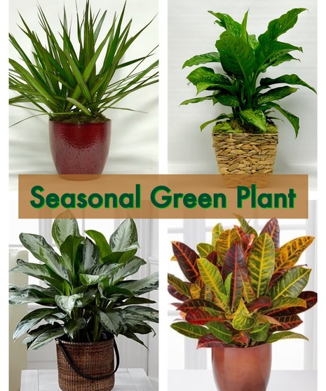 Seasonal Green Plant