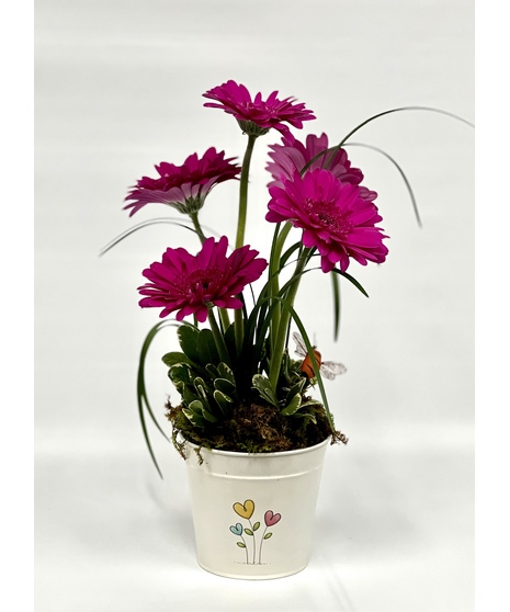 Gerberas And Hearts