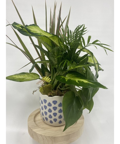 Desktop Garden