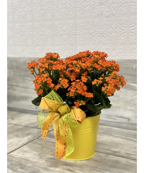 Bright Kalanchoe