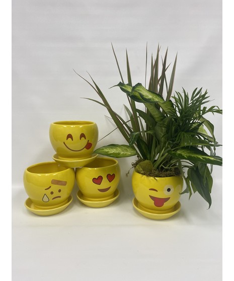 Plants in Smile pot