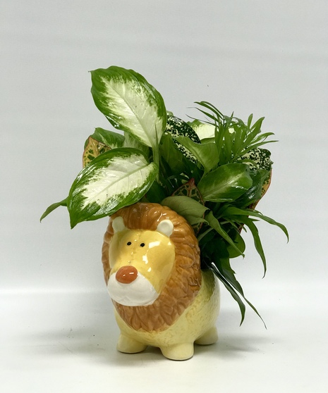 lil Leo - Tulsa Florist - mary Murray's Flowers - Tulsa, Oklahoma (OK)