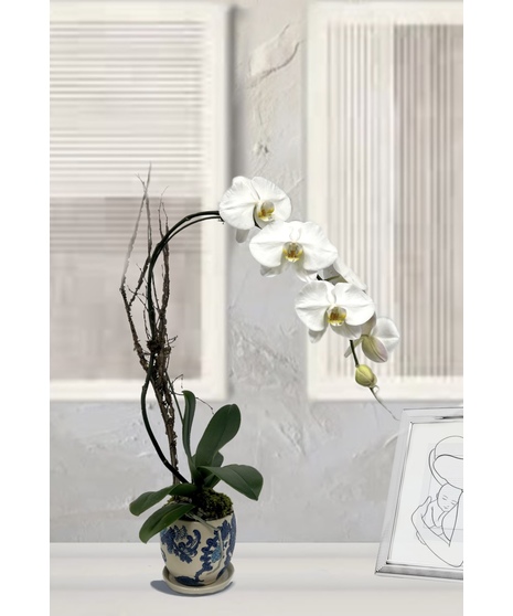Phaleonopsis Orchid