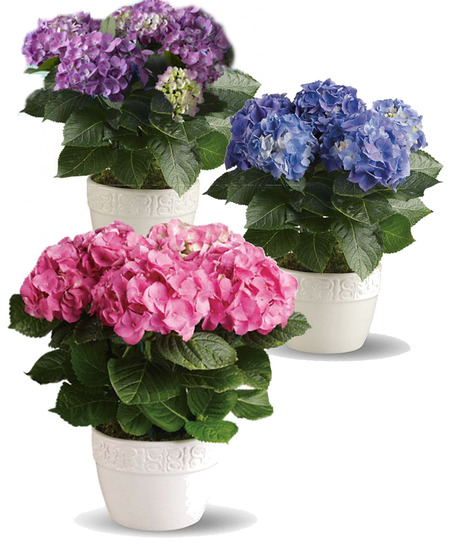 Blooming Plants