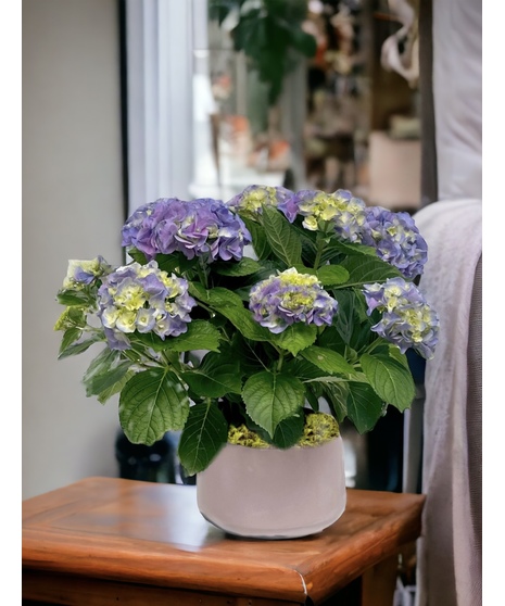Blooming Plants