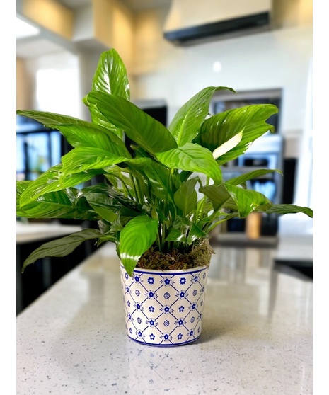 Peace Lily in Blue