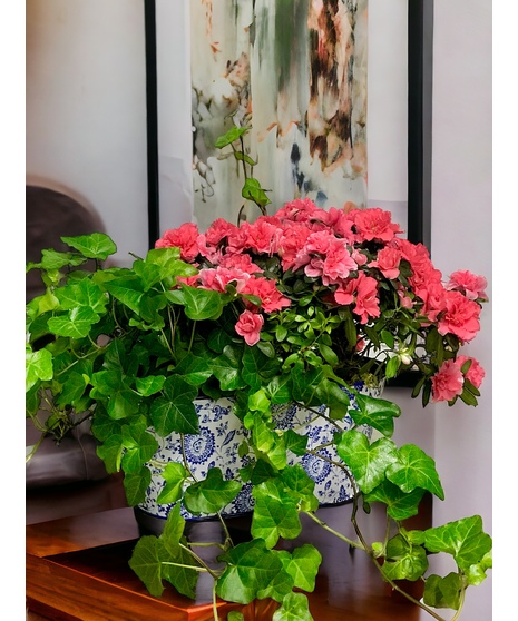Blooming Plants