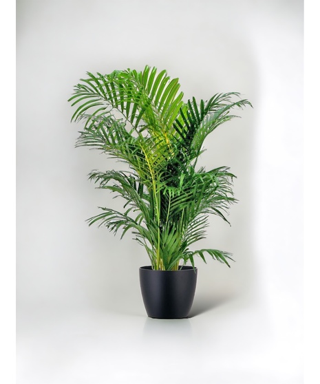 Areca Palm