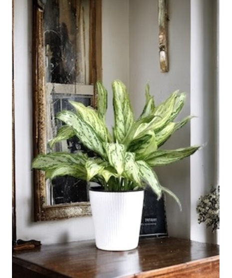 Chinese evergreen floor plant in a porcelain container.