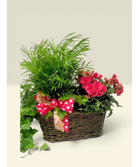 Blooming Plants
