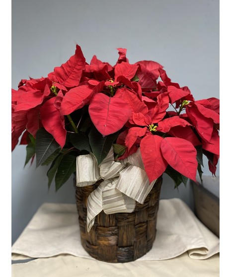 Floor Pointsettia