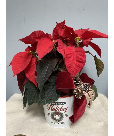 Poinsettia