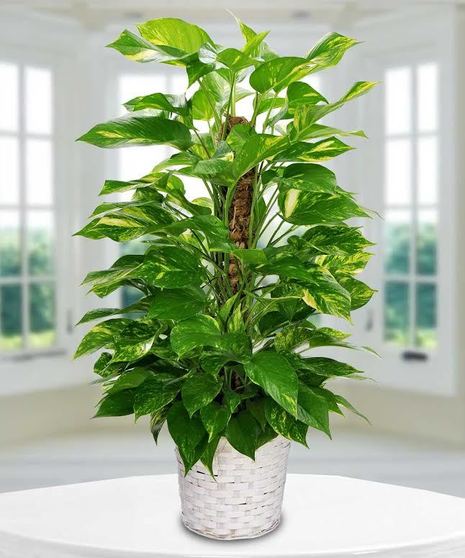 Pothos Pole